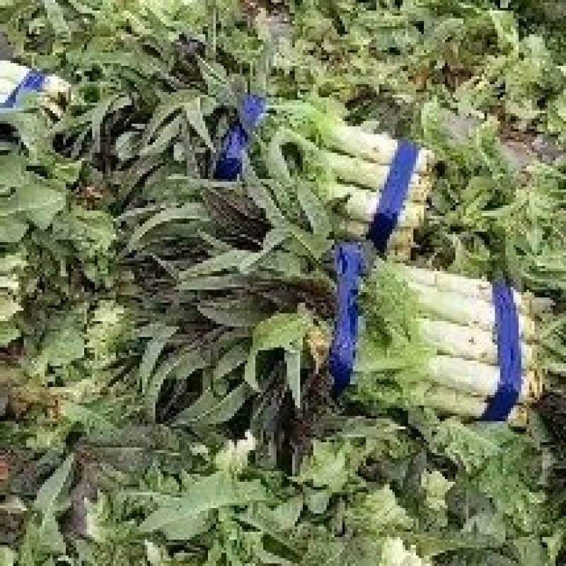 华州红叶香莴笋马上上市，可打捆，可散装毛笋，欢迎联系。