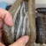 关西参北海道关东参纯淡干品质货泡发率13-15倍批发价