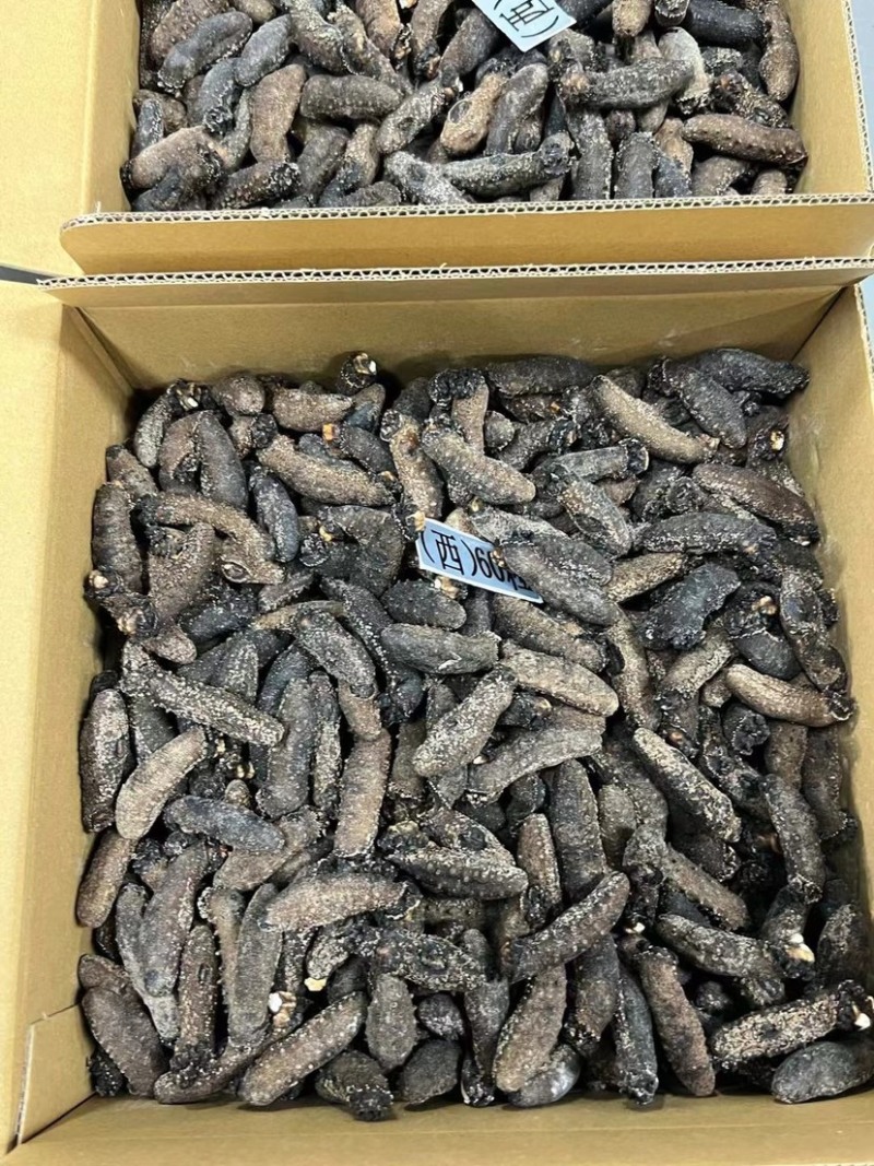 关西参北海道关东参纯淡干品质货泡发率13-15倍批发价