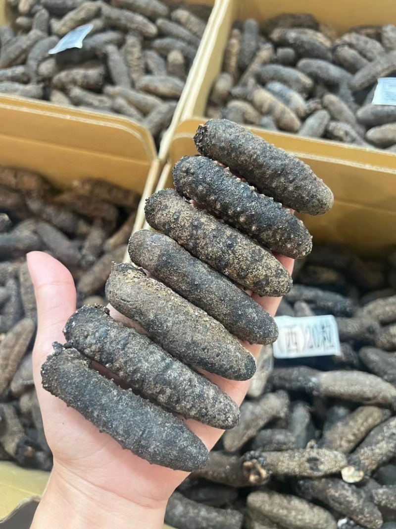 关西参北海道关东参纯淡干品质货泡发率13-15倍批发价