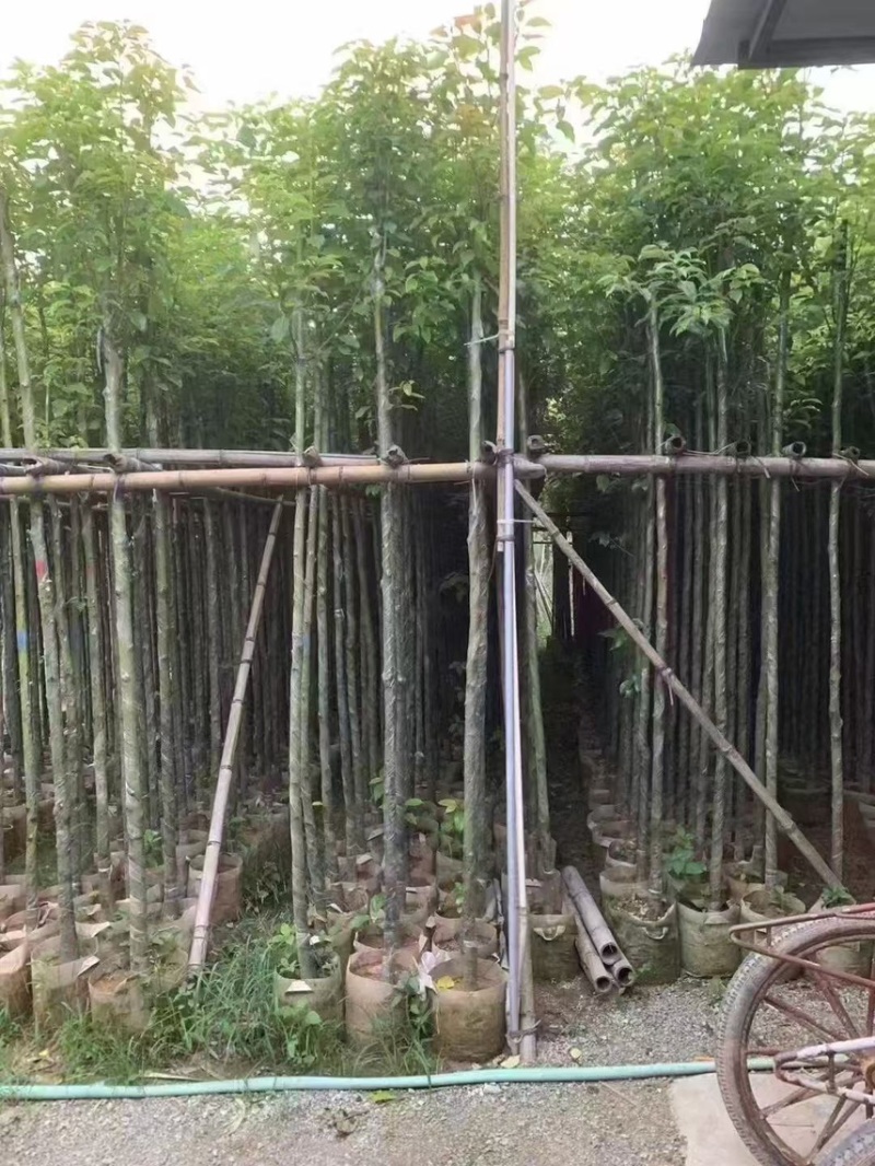 香樟3-4-5-6公分，大量出售有需要的老板来电咨询