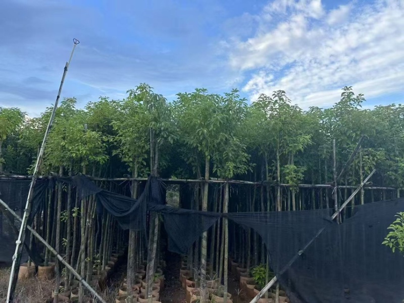 香樟3-4-5-6公分，大量出售有需要的老板来电咨询