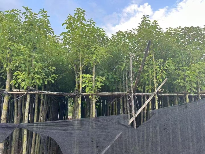 香樟3-4-5-6公分，大量出售有需要的老板来电咨询