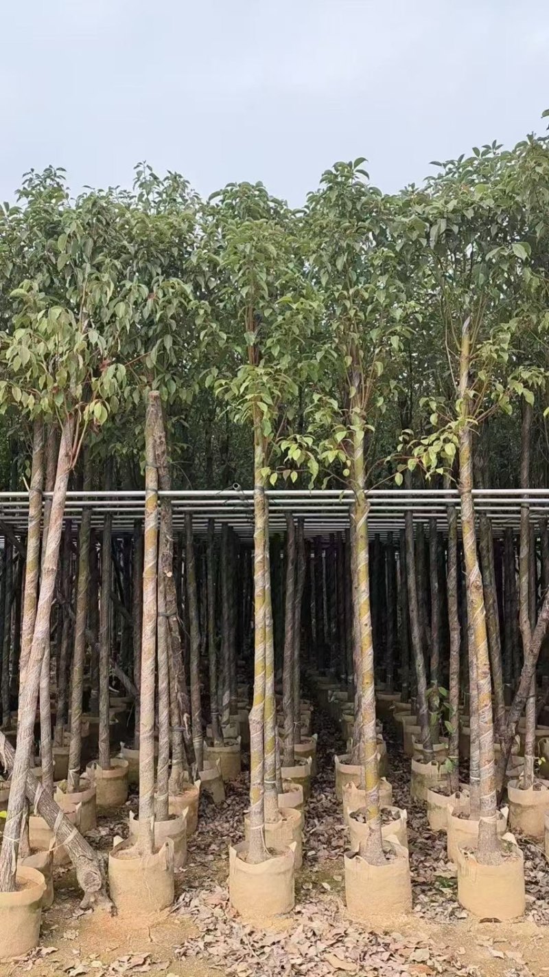香樟3-4-5-6公分，大量出售有需要的老板来电咨询