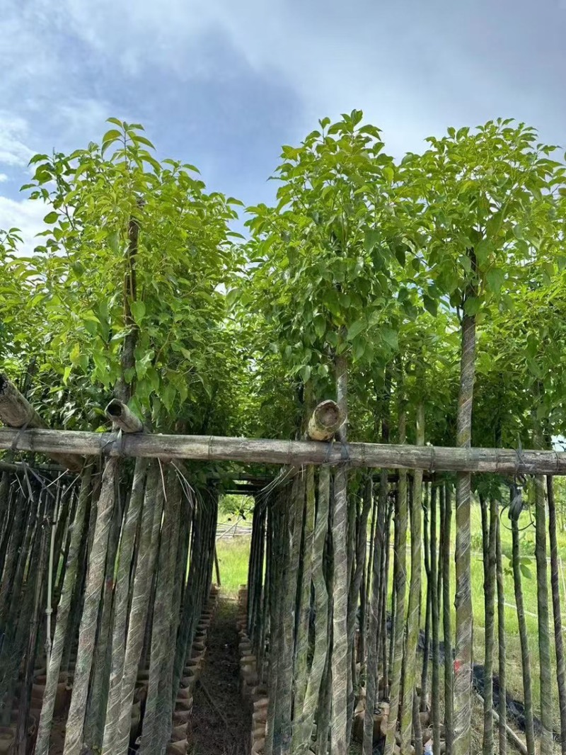 香樟3-4-5-6公分，大量出售有需要的老板来电咨询