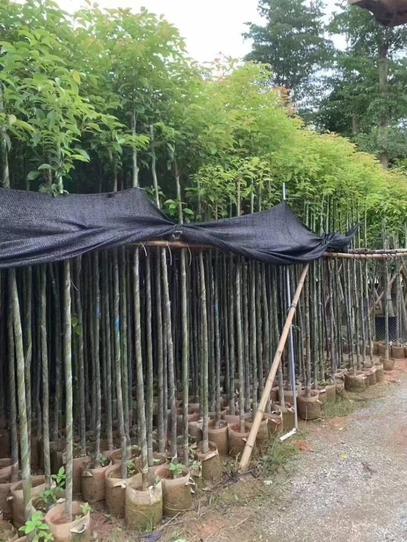 香樟3-4-5-6公分，大量出售有需要的老板来电咨询