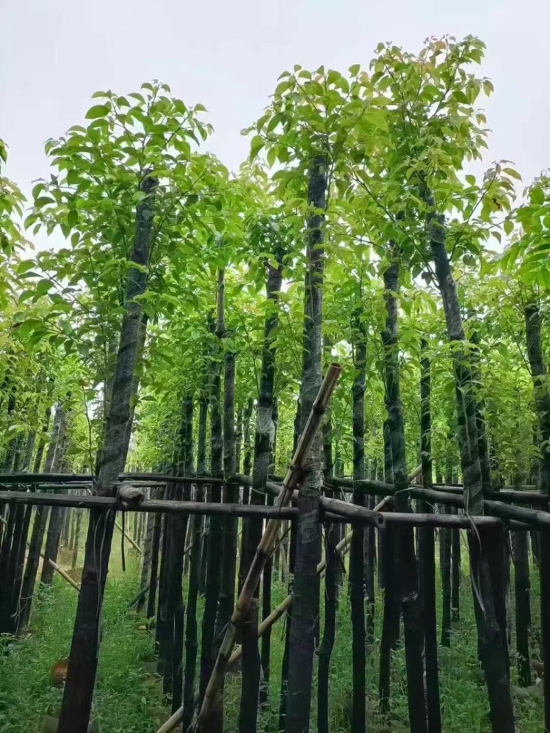 香樟3-4-5-6公分，大量出售有需要的老板来电咨询