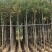 香樟3-4-5-6公分，大量出售有需要的老板来电咨询