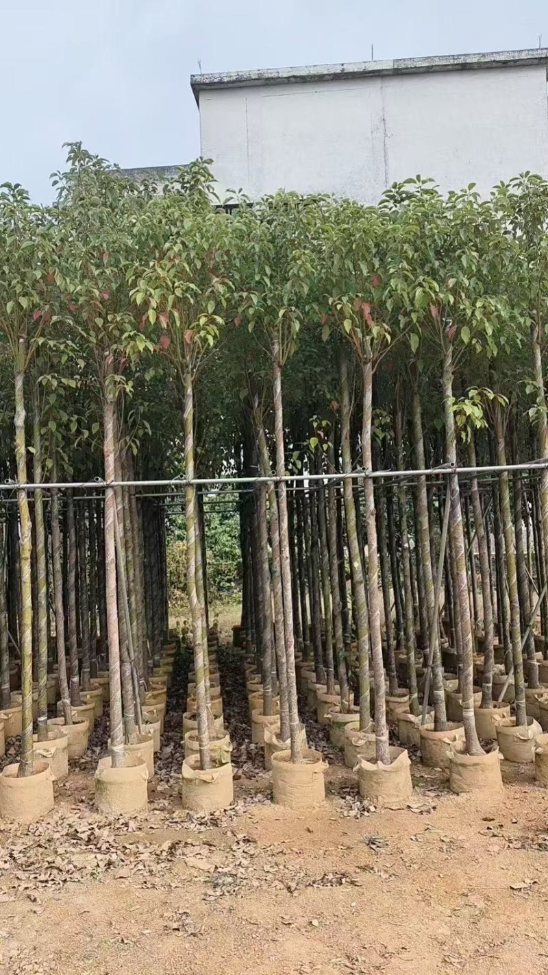 香樟3-4-5-6公分，大量出售有需要的老板来电咨询