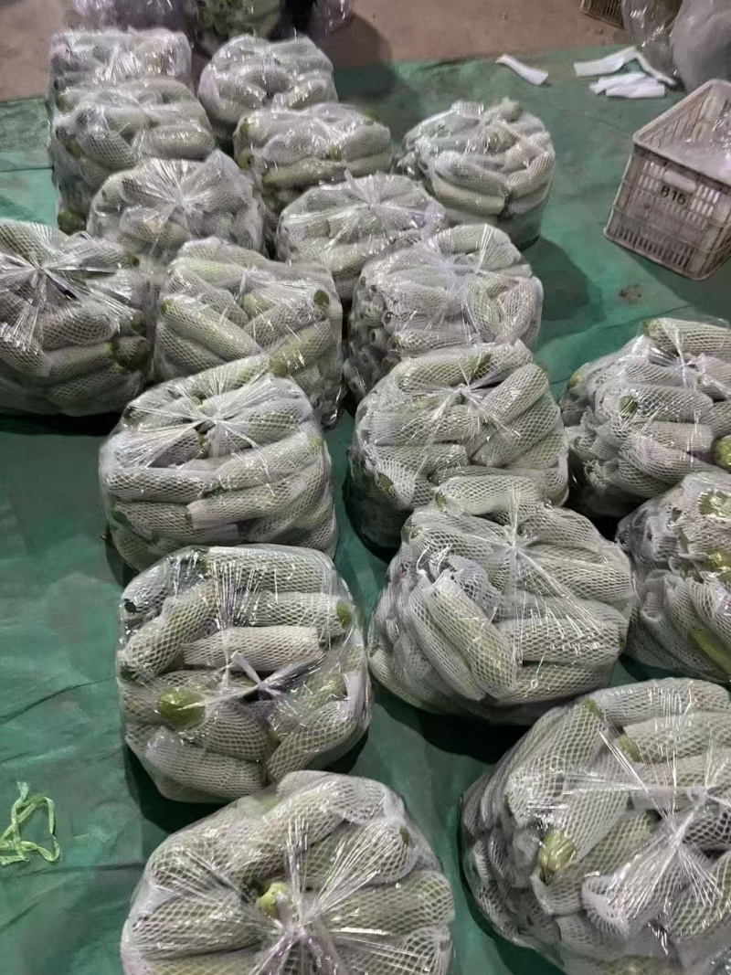 山东省聊城市油绿西葫芦大量上市，