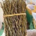 石斛梱条石斛大量供货中