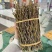 石斛梱条石斛大量供货中