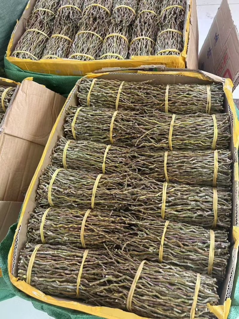 石斛梱条石斛大量供货中