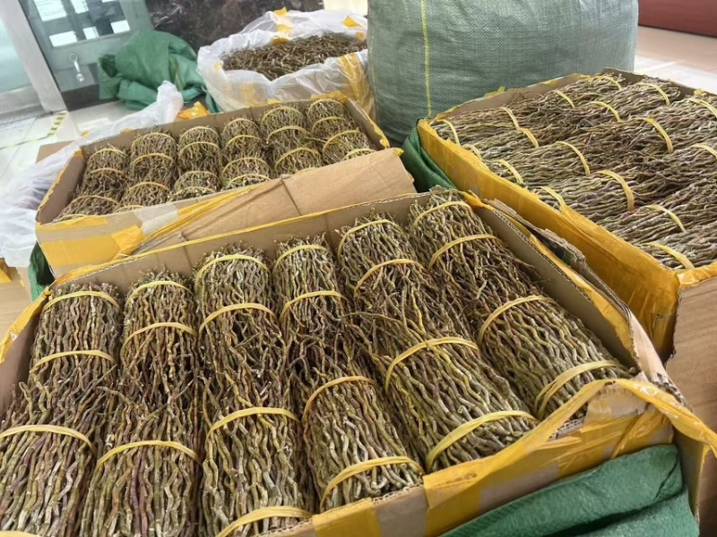 石斛梱条石斛大量供货中