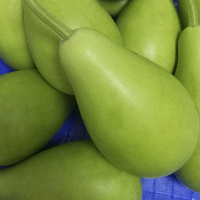 极早生瓠瓜种子口味好蒲瓜食用瓠子瓜菜葫芦种籽孑春秋季播种