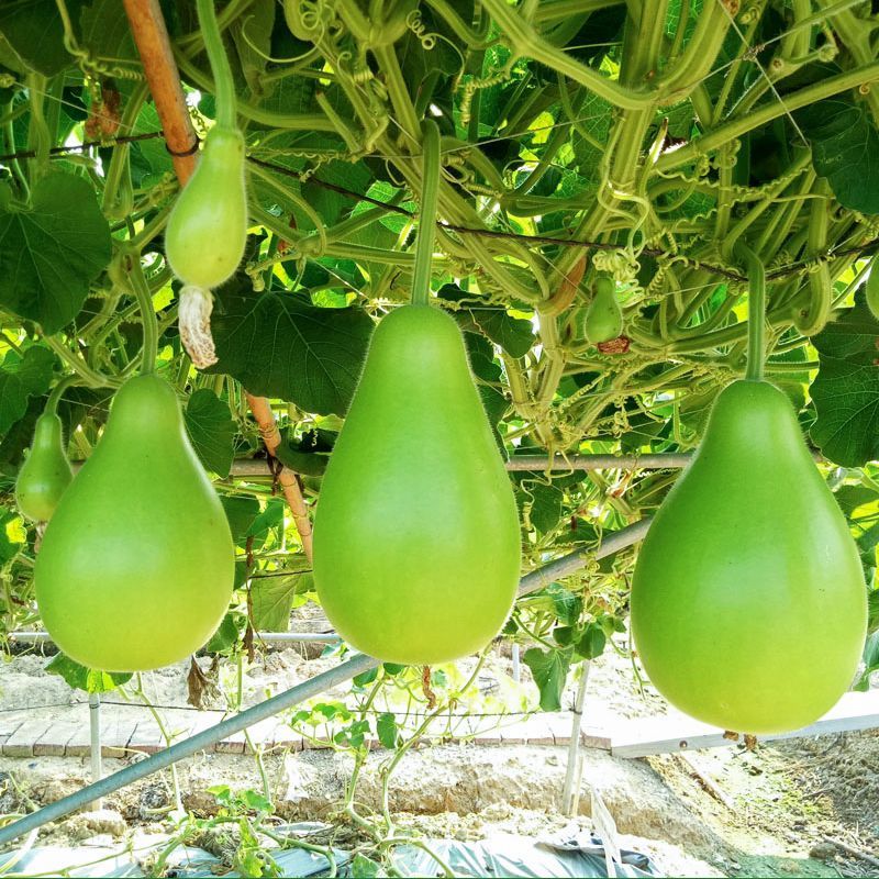 极早生瓠瓜种子口味好蒲瓜食用瓠子瓜菜葫芦种籽孑春秋季播种