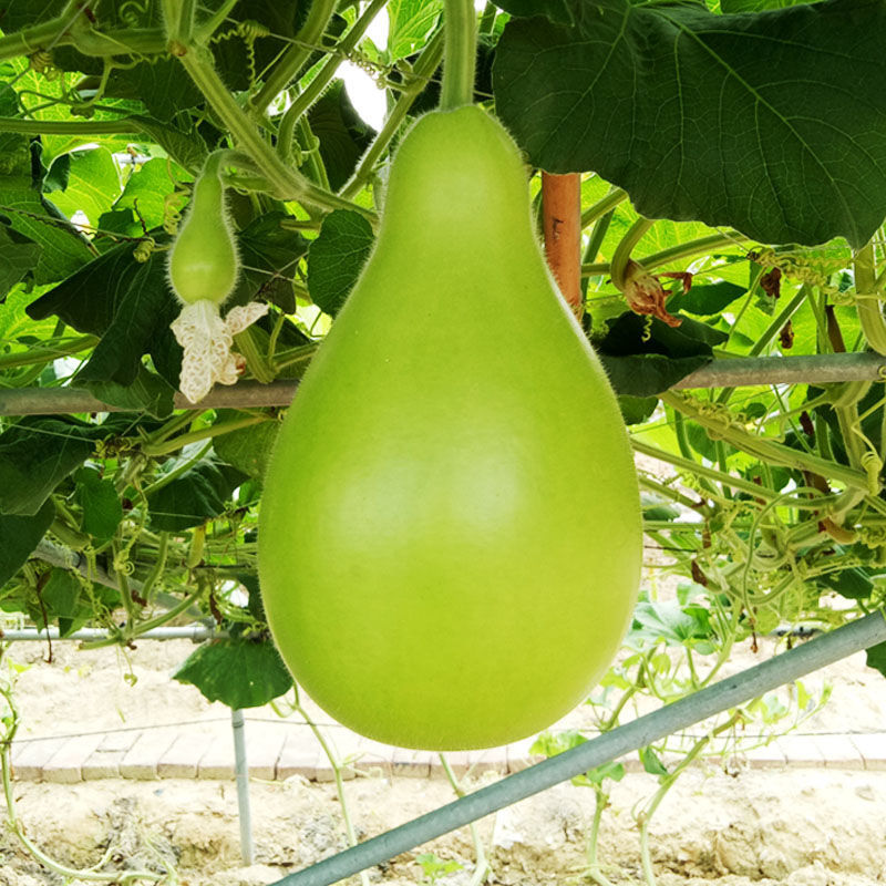 极早生瓠瓜种子口味好蒲瓜食用瓠子瓜菜葫芦种籽孑春秋季播种