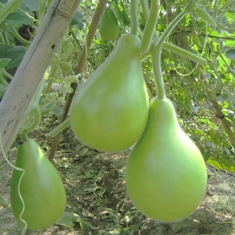 极早生瓠瓜种子口味好蒲瓜食用瓠子瓜菜葫芦种籽孑春秋季播种