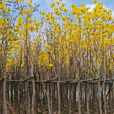 黄花风铃木，3-6公分大量现货有需要的老板来电咨询