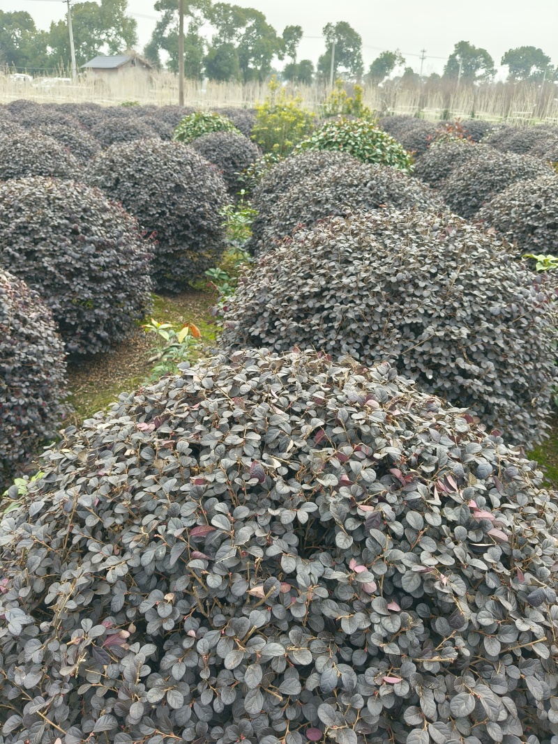 红花继木球冠幅:1m、1.2m、1.5m，基地有量。