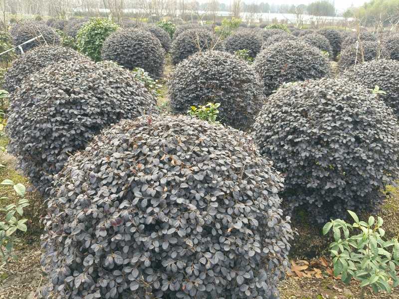 红花继木球冠幅:1m、1.2m、1.5m，基地有量。