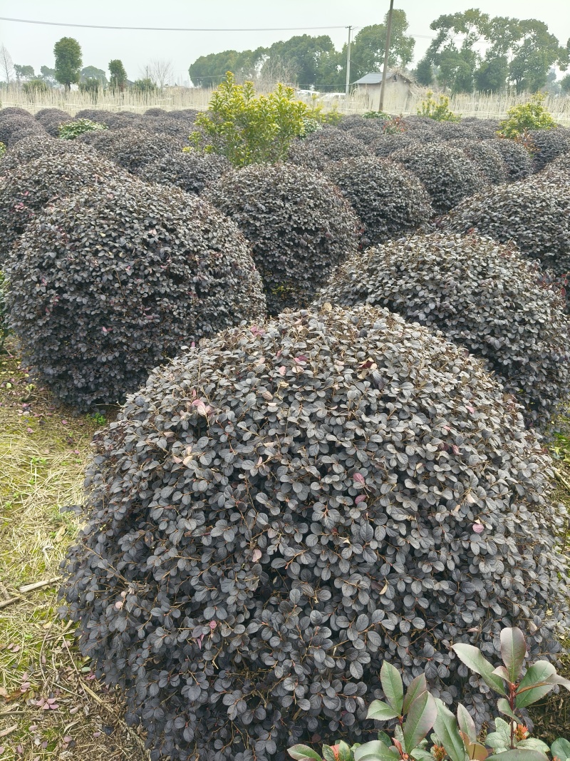 红花继木球冠幅:1m、1.2m、1.5m，基地有量。