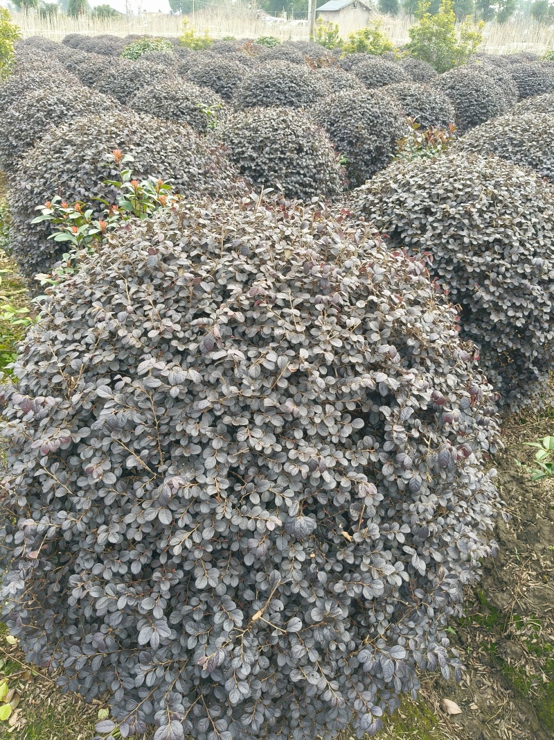 红花继木球冠幅:1m、1.2m、1.5m，基地有量。