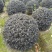 红花继木球冠幅:1m、1.2m、1.5m，基地有量。
