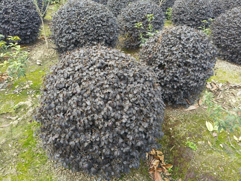 红花继木球冠幅:1m、1.2m、1.5m，基地有量。