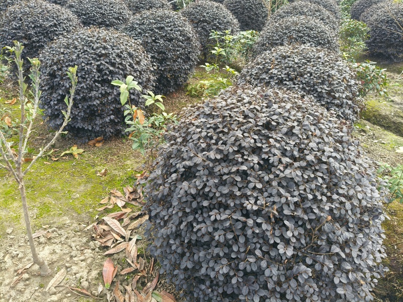 红花继木球冠幅:1m、1.2m、1.5m，基地有量。