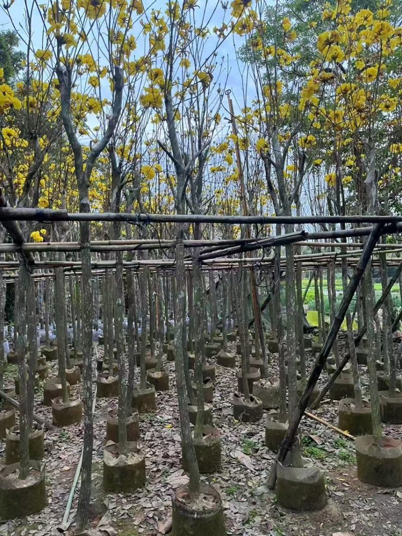 黄花风铃木，3-6公分大量现货有需要的老板来电咨询
