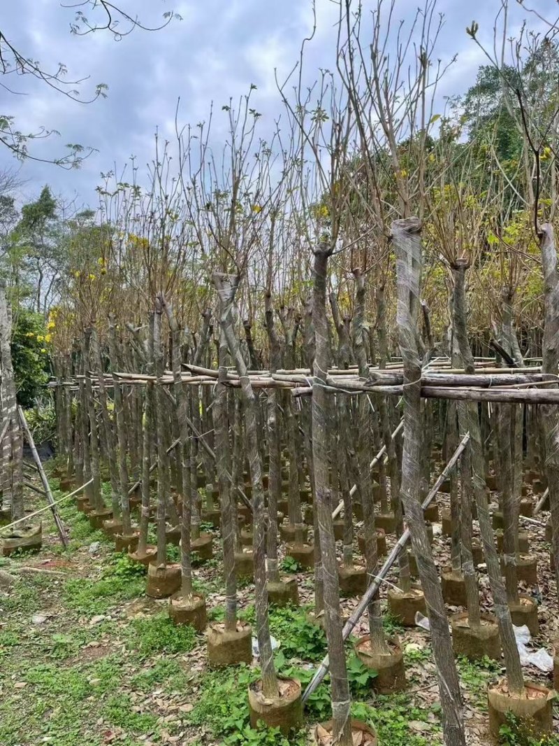 黄花风铃木，3-6公分大量现货有需要的老板来电咨询