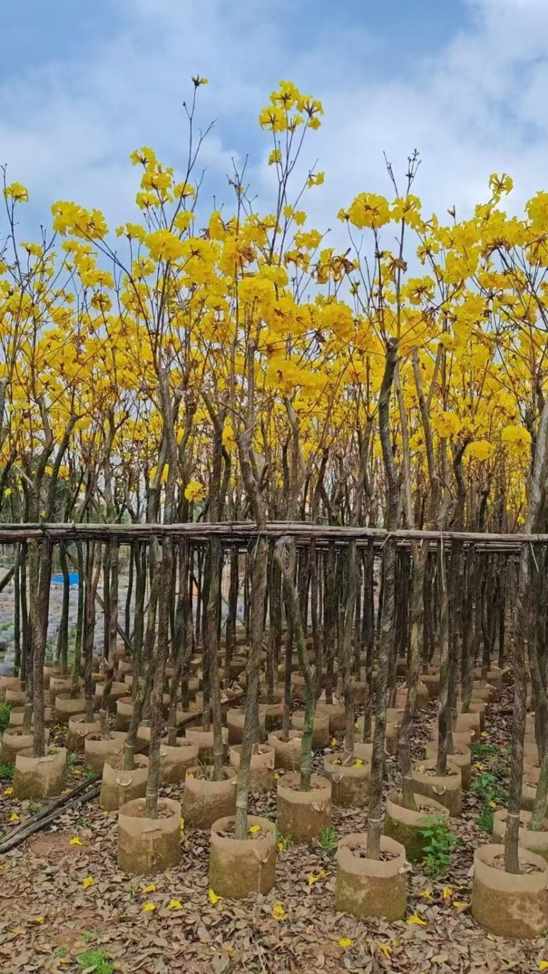 黄花风铃木，3-6公分大量现货有需要的老板来电咨询