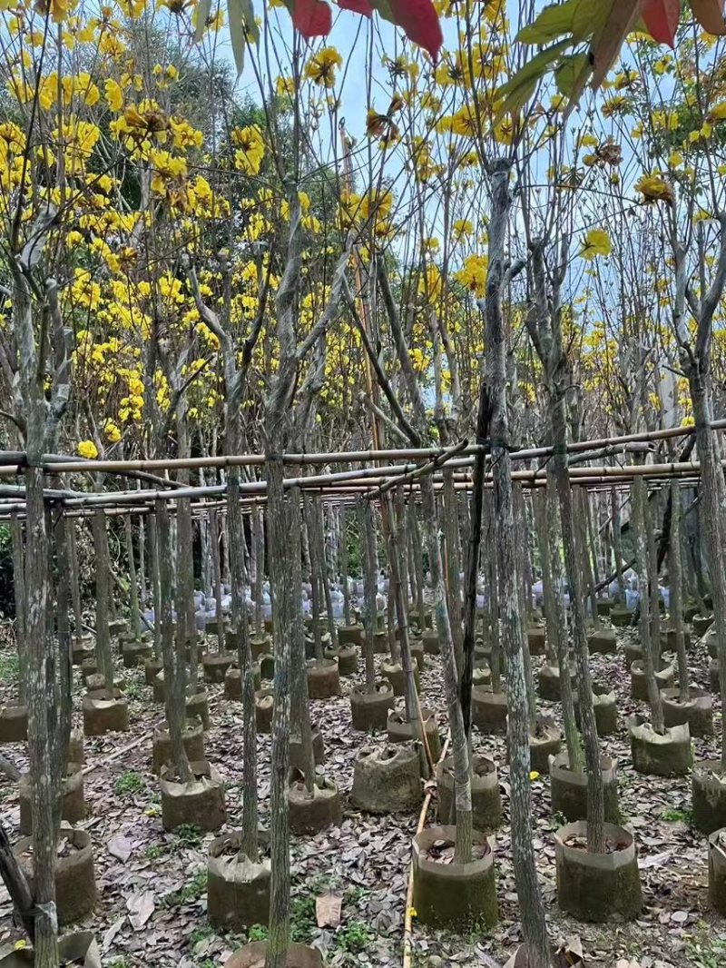 黄花风铃木，3-6公分大量现货有需要的老板来电咨询