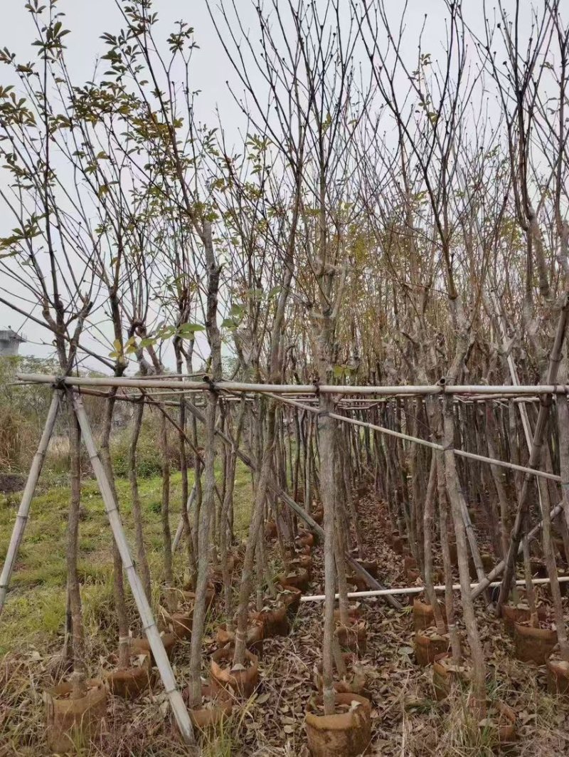 黄花风铃木，3-6公分大量现货有需要的老板来电咨询