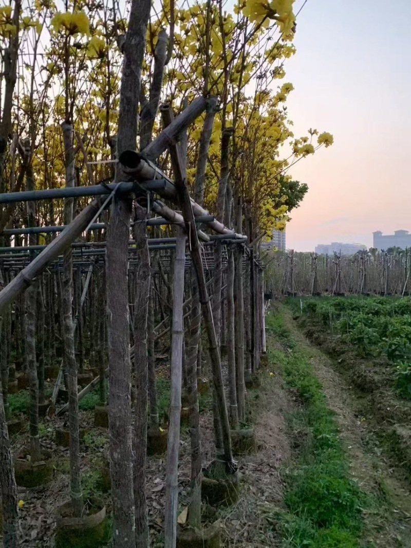 黄花风铃木，3-6公分大量现货有需要的老板来电咨询