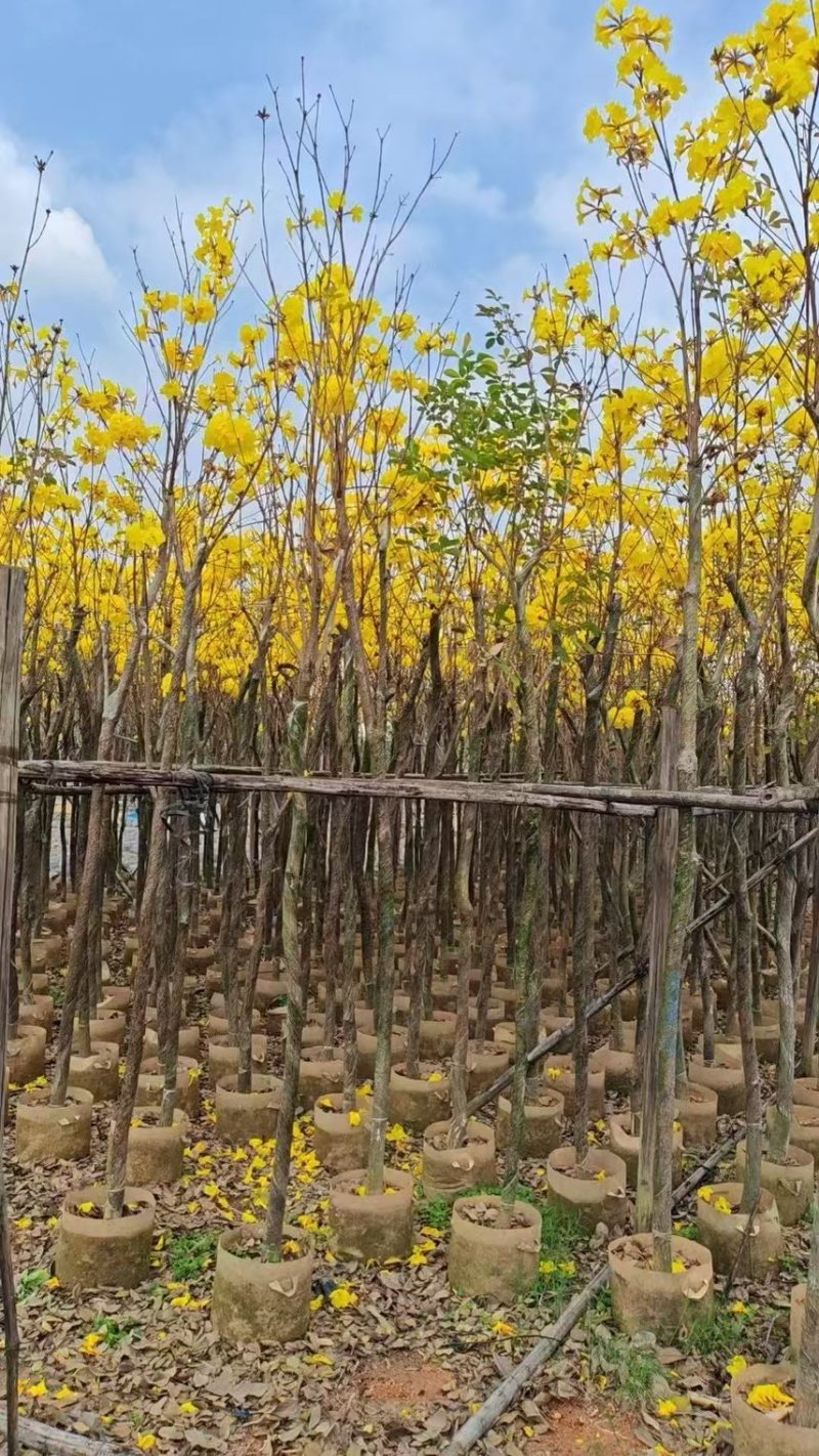 黄花风铃木，3-6公分大量现货有需要的老板来电咨询