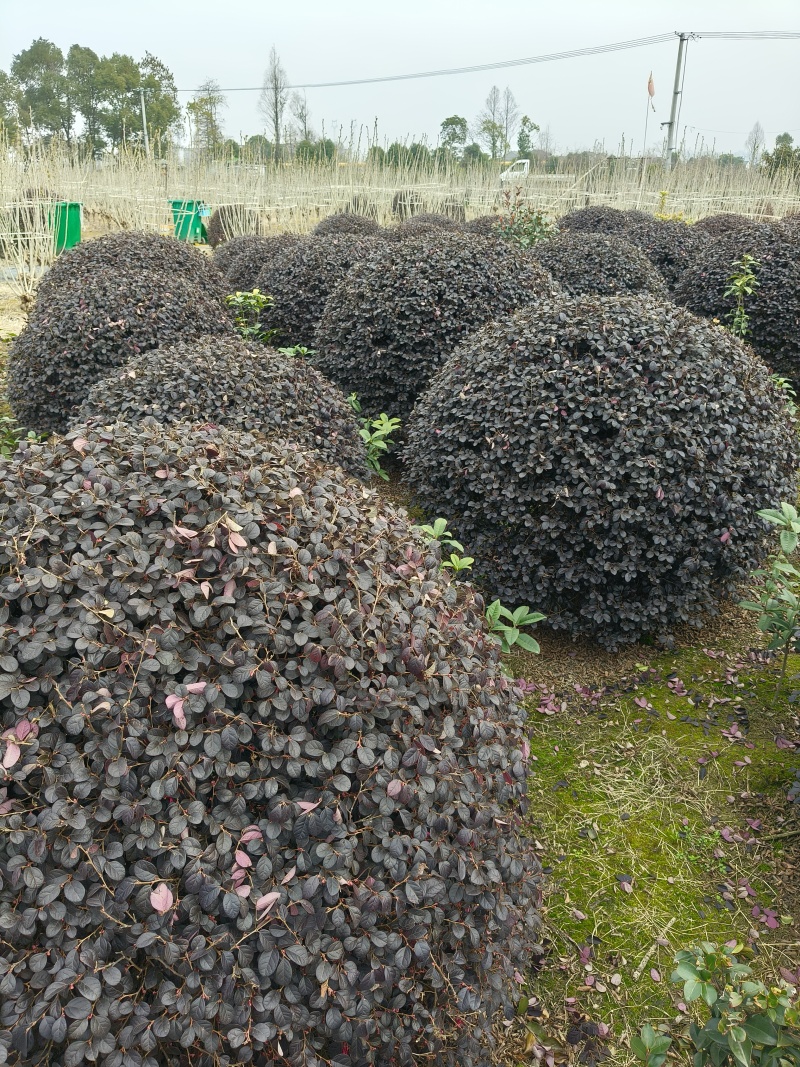 红花继木球冠幅:1m、1.2m、1.5m，基地有量。
