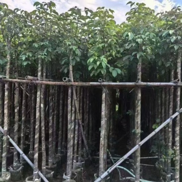 秋枫5-6公分，大量现货出售，有需要的老板来电咨询