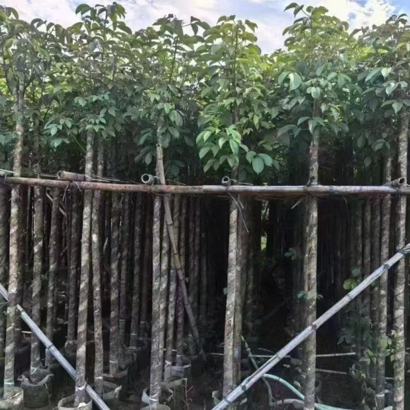 秋枫5-6公分，大量现货出售，有需要的老板来电咨询
