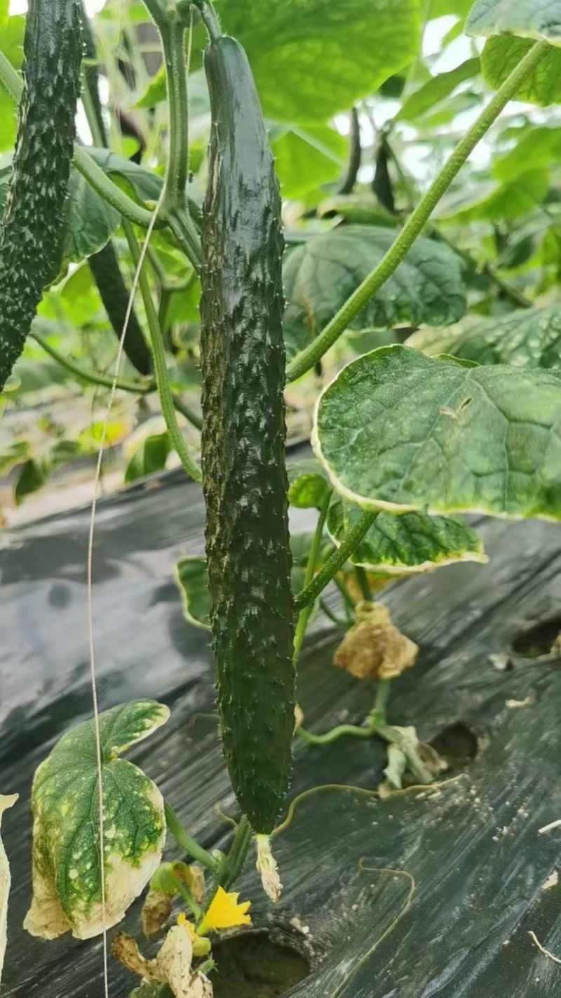 黄瓜🥒精品密刺油瓜产地直供货源充足