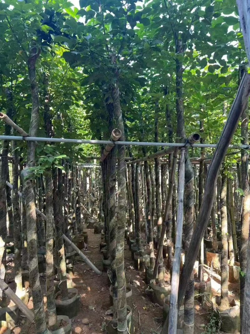 秋枫5-6公分，大量现货出售，有需要的老板来电咨询