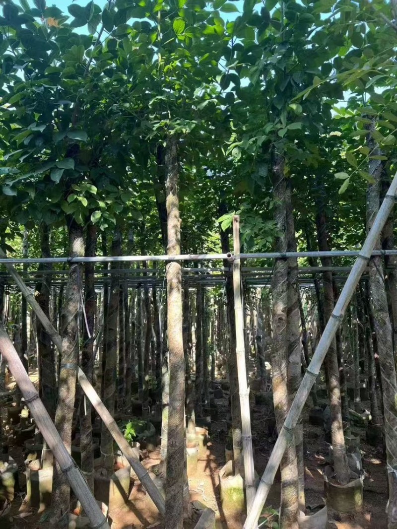 秋枫5-6公分，大量现货出售，有需要的老板来电咨询