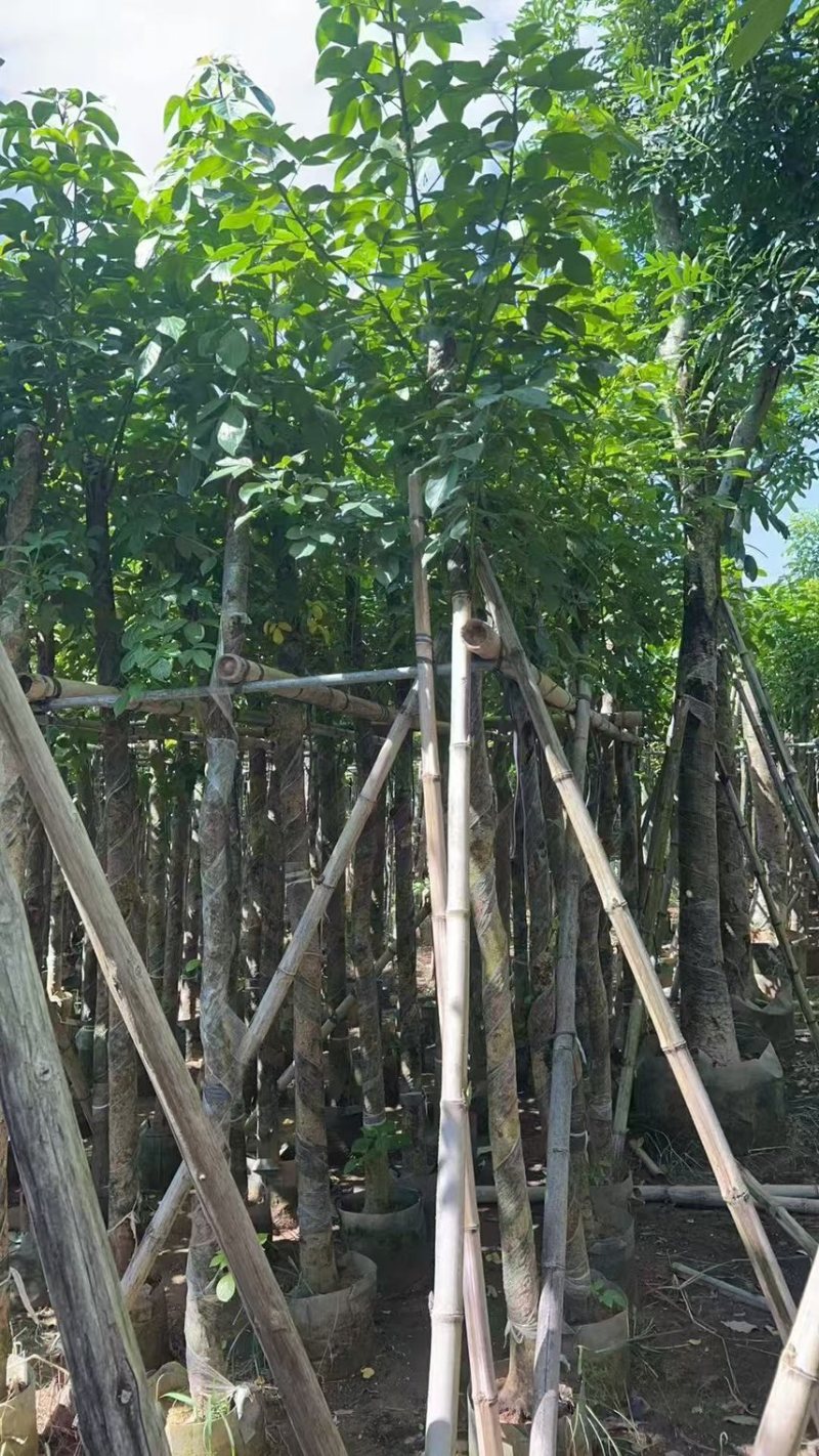 秋枫5-6公分，大量现货出售，有需要的老板来电咨询
