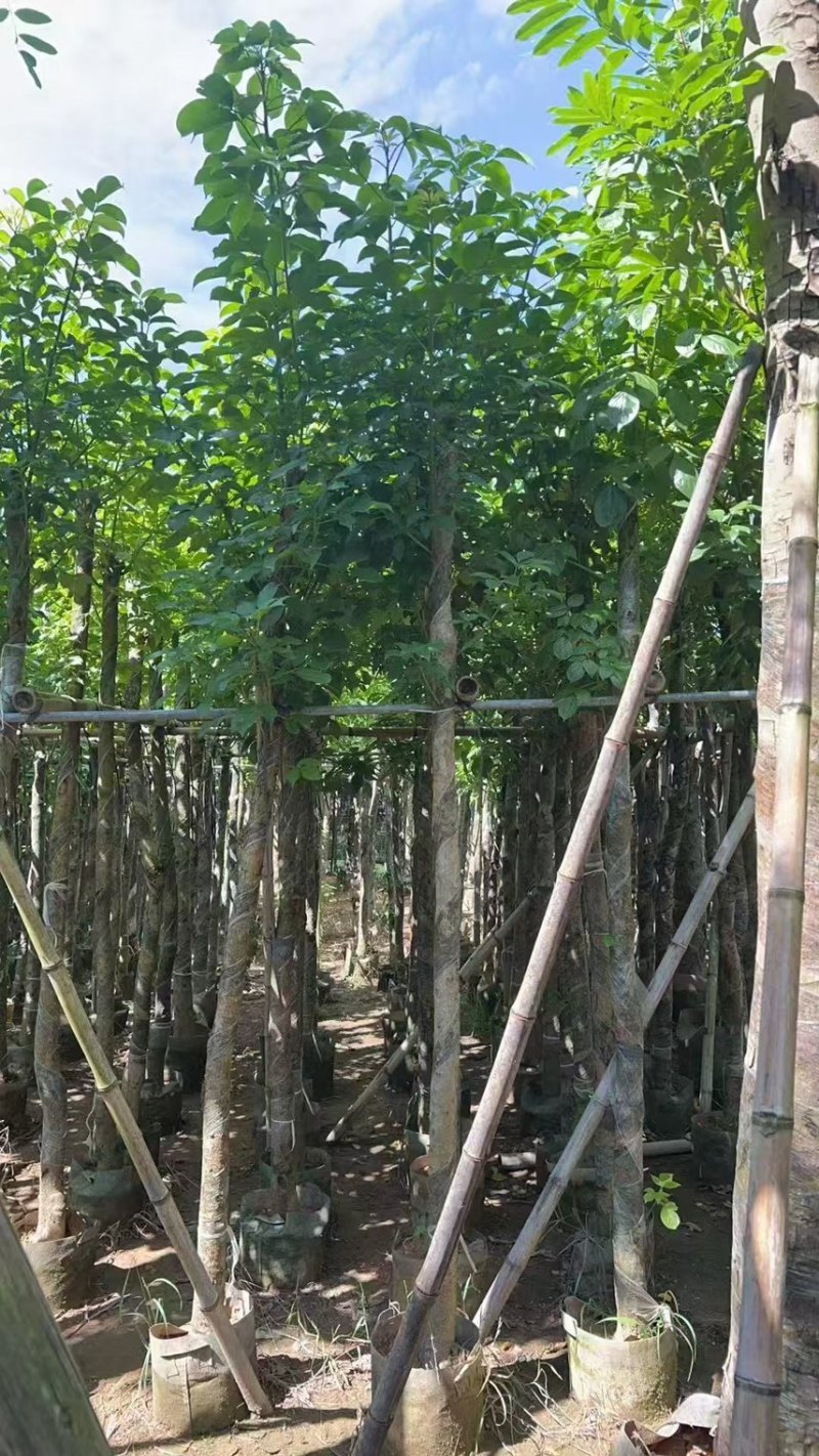 秋枫5-6公分，大量现货出售，有需要的老板来电咨询
