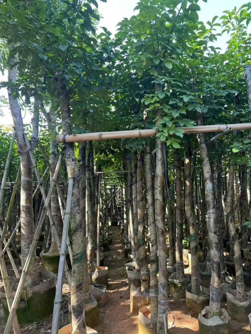 秋枫5-6公分，大量现货出售，有需要的老板来电咨询