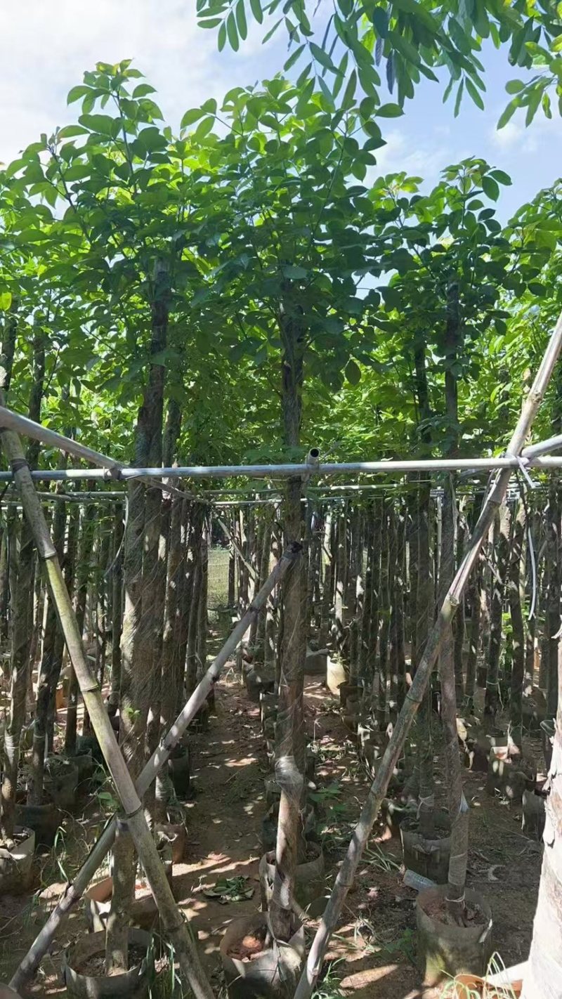 秋枫5-6公分，大量现货出售，有需要的老板来电咨询