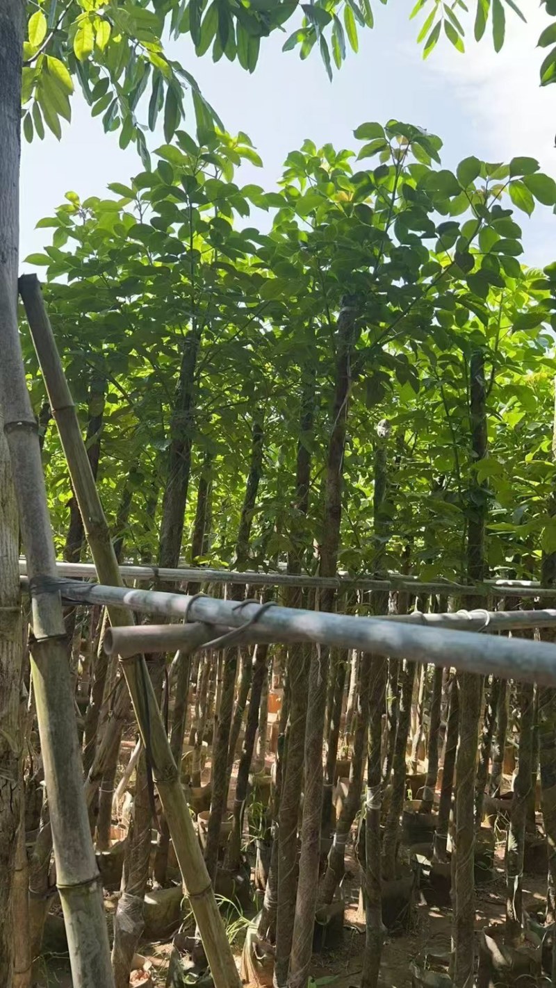 秋枫5-6公分，大量现货出售，有需要的老板来电咨询