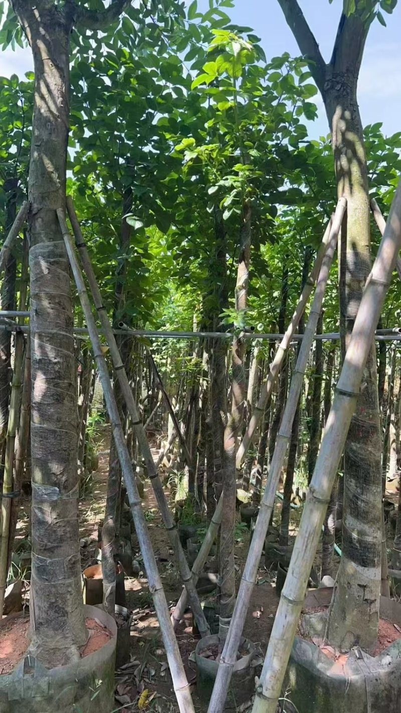 秋枫5-6公分，大量现货出售，有需要的老板来电咨询