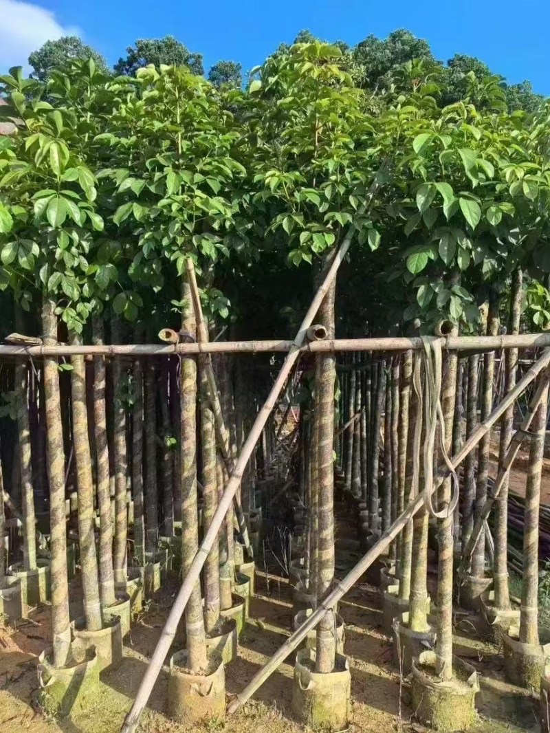 秋枫5-6公分，大量现货出售，有需要的老板来电咨询